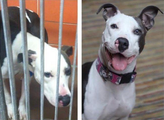 13-animals-before-after-saved-from-shelters