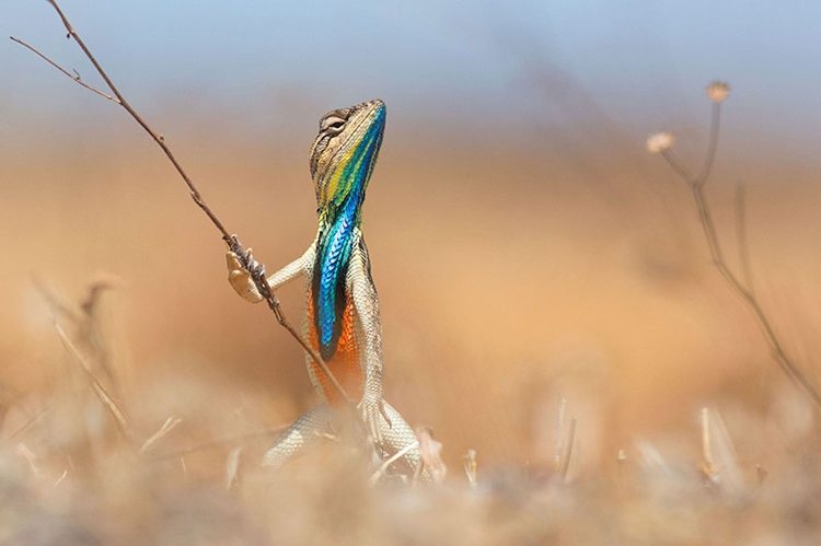 13-awesome-pics-from-the-2016-comedy-wildlife-photogrpahy-awards