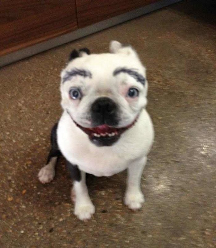 13-dogs-with-eyebrows-to-make-your-day-better