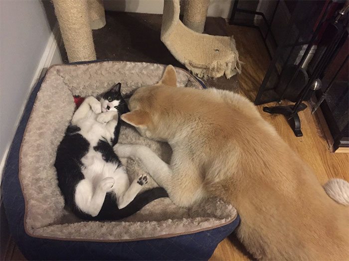13-totally-careless-cats-stealing-dog-beds