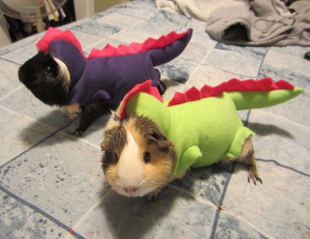14-adorable-animals-ready-for-halloween