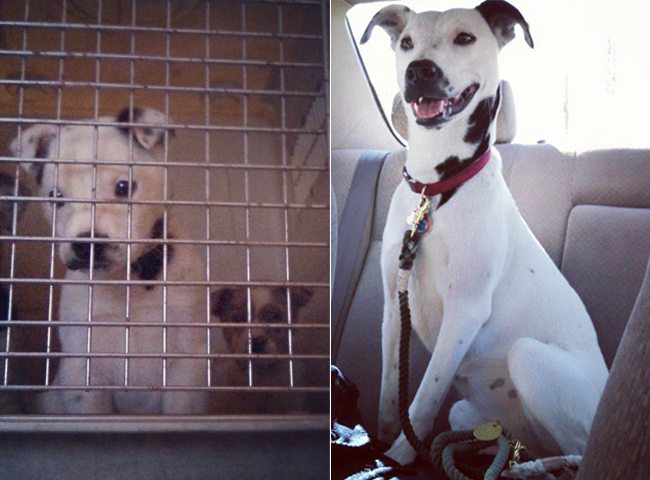 14-animals-before-after-saved-from-shelters