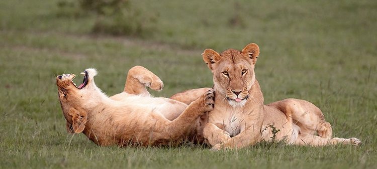 14-awesome-pics-from-the-2016-comedy-wildlife-photogrpahy-awards