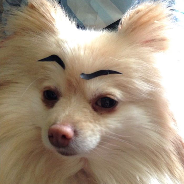14-dogs-with-eyebrows-to-make-your-day-better