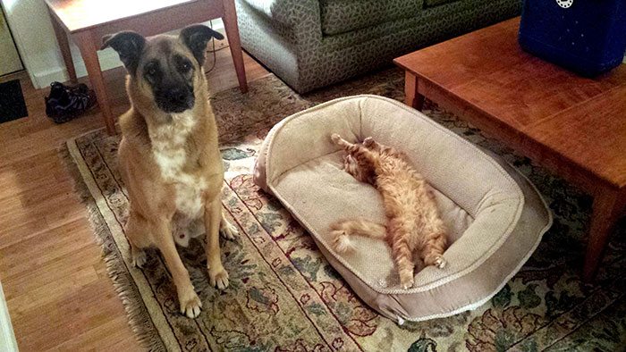 14-totally-careless-cats-stealing-dog-beds