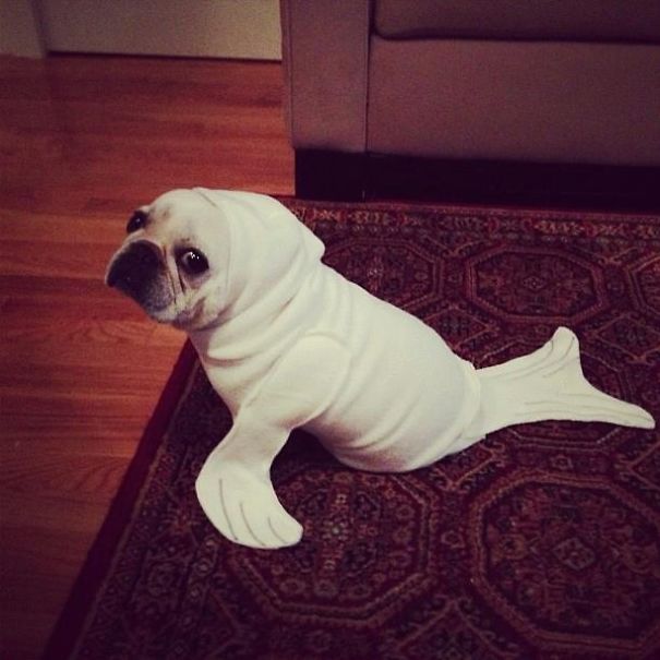 15-adorable-animals-ready-for-halloween