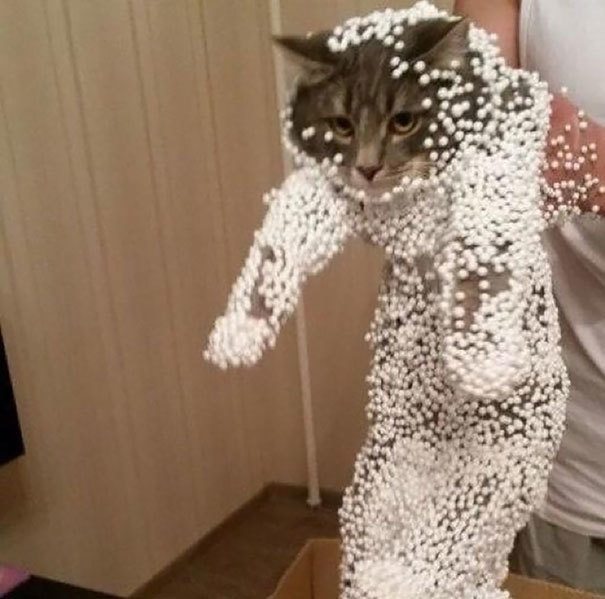 15-cats-and-the-worst-moment-of-their-9-lives
