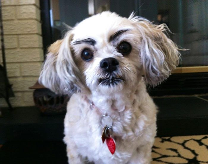 15-dogs-with-eyebrows-to-make-your-day-better