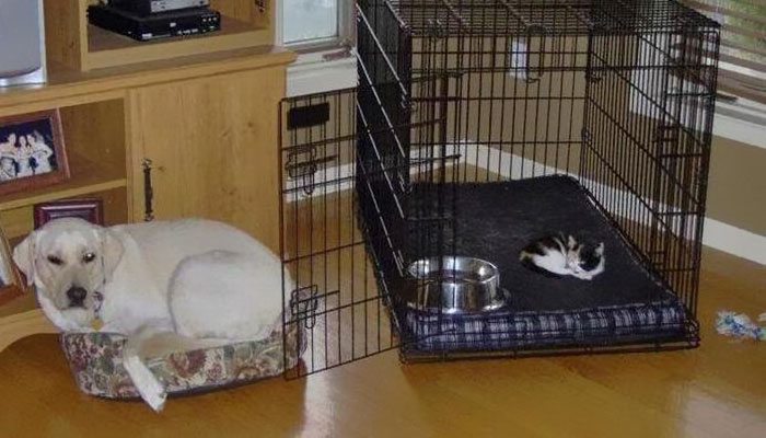 15-totally-careless-cats-stealing-dog-beds