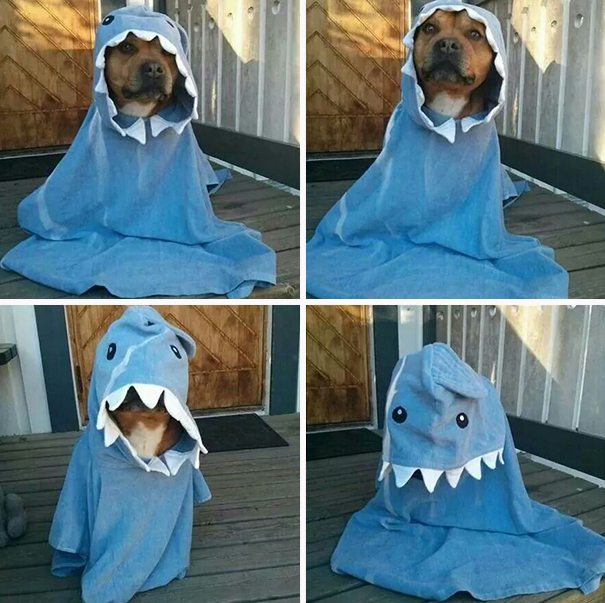 16-adorable-animals-ready-for-halloween