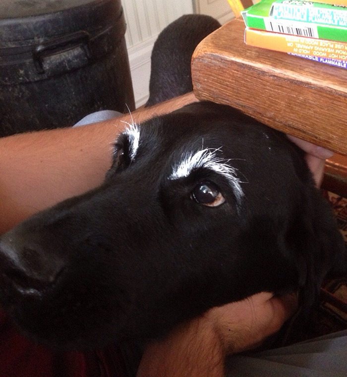 16-dogs-with-eyebrows-to-make-your-day-better