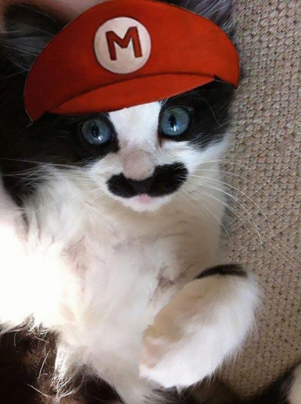 17-adorable-animals-ready-for-halloween