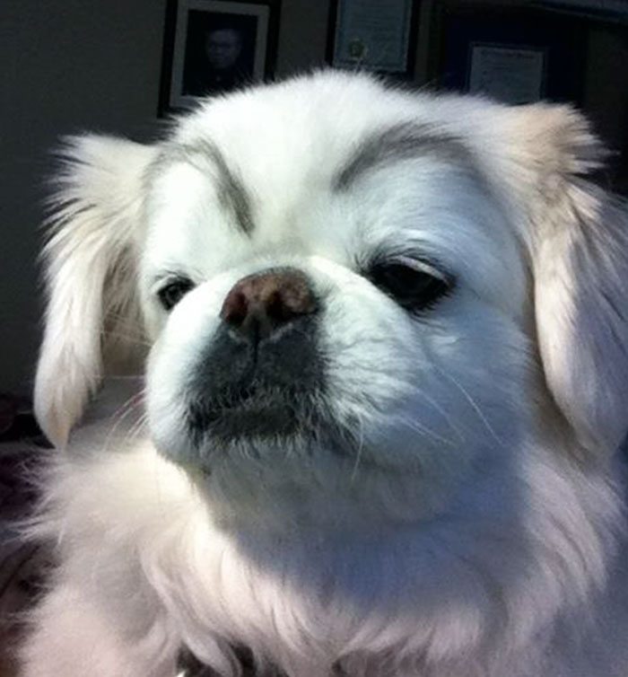 17-dogs-with-eyebrows-to-make-your-day-better