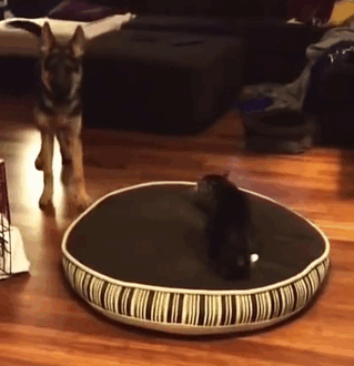 17-totally-careless-cats-stealing-dog-beds