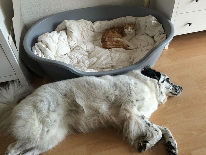 18-totally-careless-cats-stealing-dog-beds