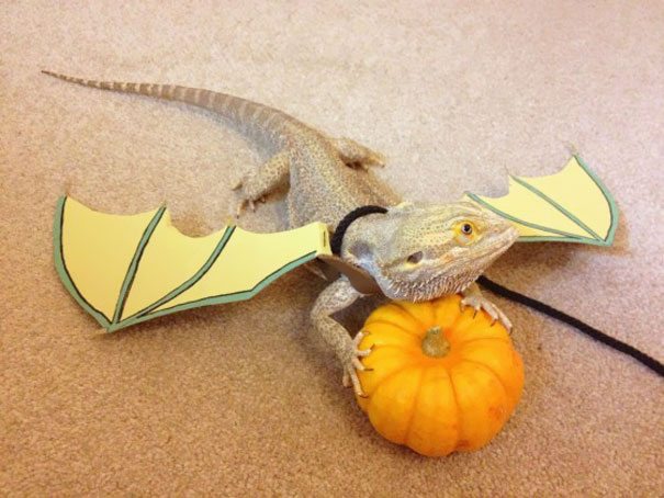 19-adorable-animals-ready-for-halloween