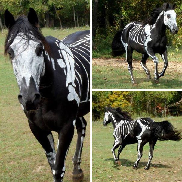 2-adorable-animals-ready-for-halloween