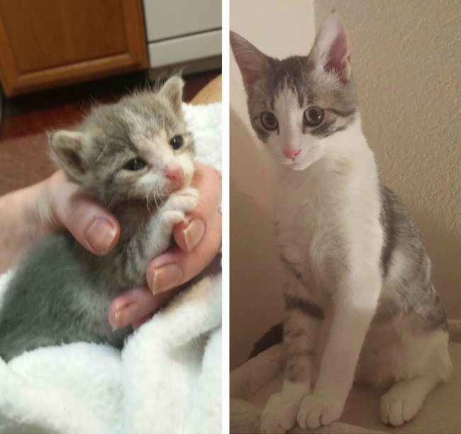 2-animals-before-after-saved-from-shelters