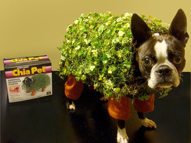 2-dog-halloween-costumes-that-are-just-adorable