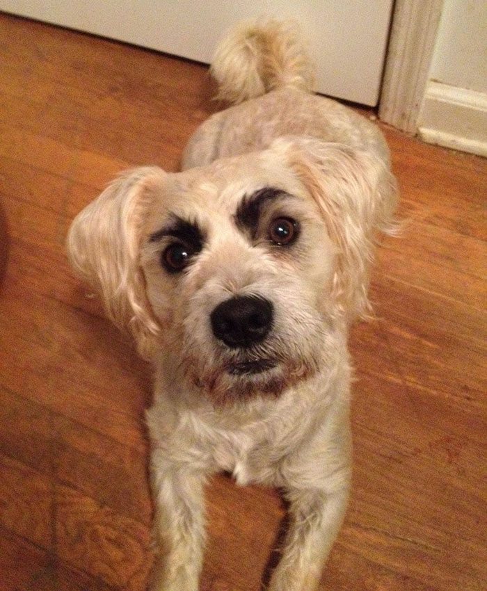 2-dogs-with-eyebrows-to-make-your-day-better