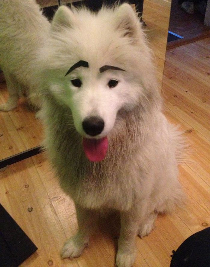 20-dogs-with-eyebrows-to-make-your-day-better