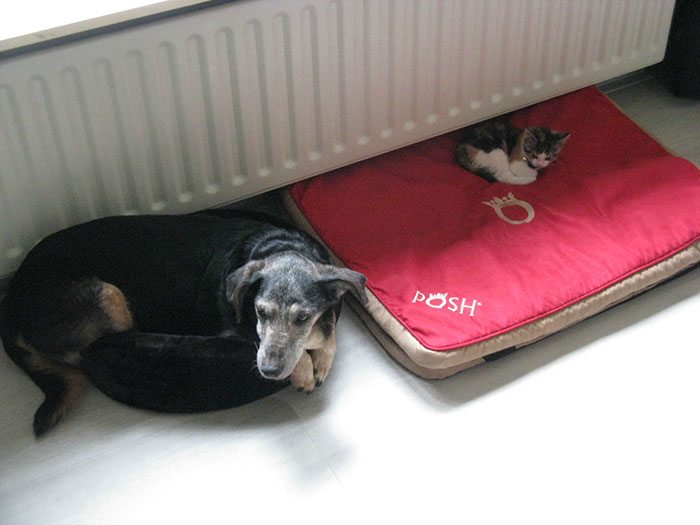 20-totally-careless-cats-stealing-dog-beds