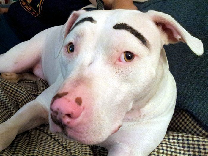21-dogs-with-eyebrows-to-make-your-day-better