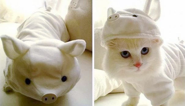 22-adorable-animals-ready-for-halloween