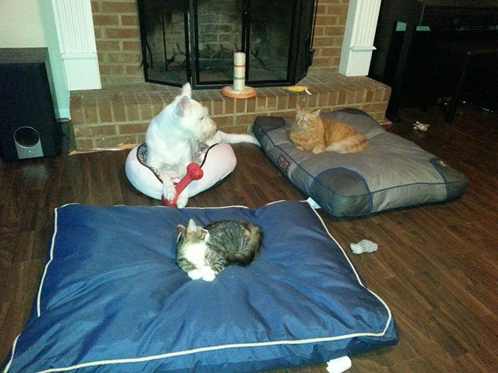 23-totally-careless-cats-stealing-dog-beds