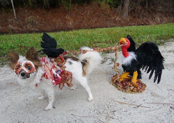24-adorable-animals-ready-for-halloween