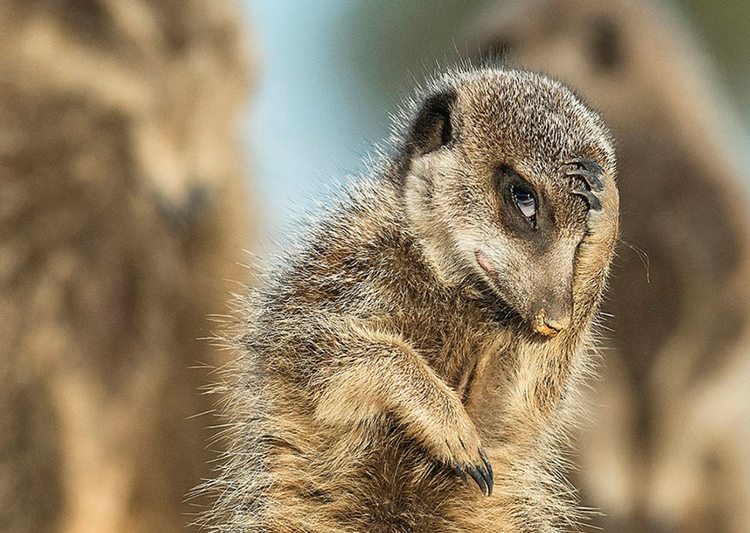 24-awesome-pics-from-the-2016-comedy-wildlife-photogrpahy-awards