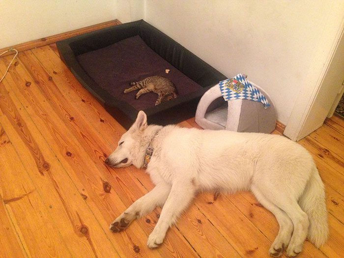 24-totally-careless-cats-stealing-dog-beds