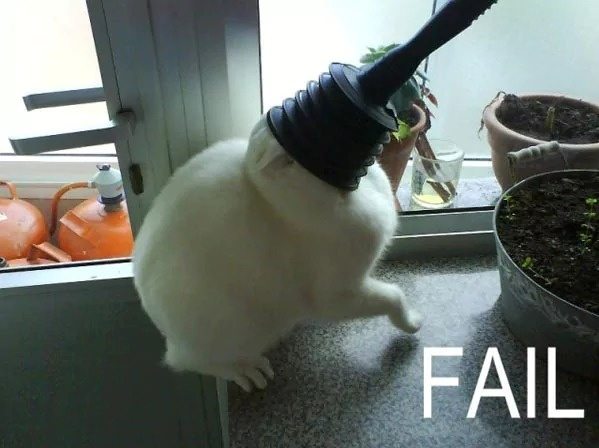 25-cats-and-the-worst-moment-of-their-9-lives