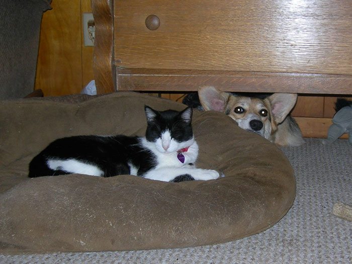25-totally-careless-cats-stealing-dog-beds