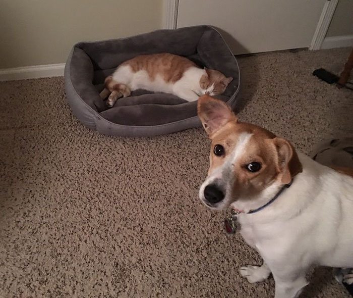26-totally-careless-cats-stealing-dog-beds