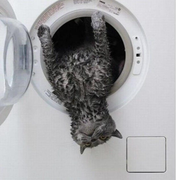 27-cats-and-the-worst-moment-of-their-9-lives