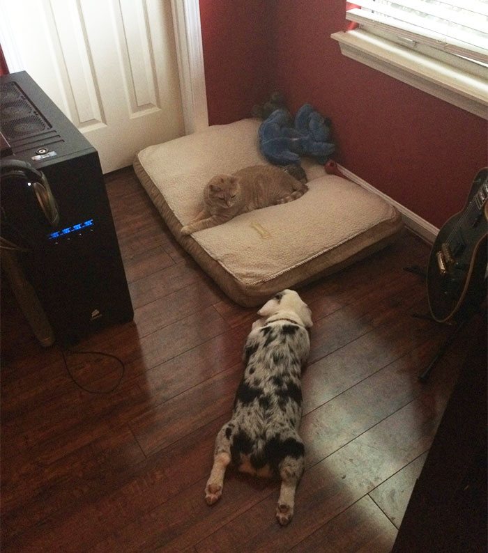27-totally-careless-cats-stealing-dog-beds