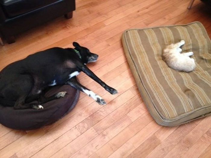 28-totally-careless-cats-stealing-dog-beds