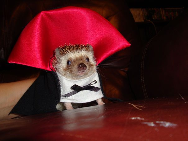 3-adorable-animals-ready-for-halloween