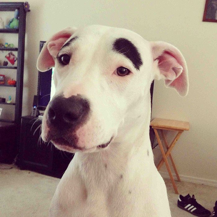 3-dogs-with-eyebrows-to-make-your-day-better