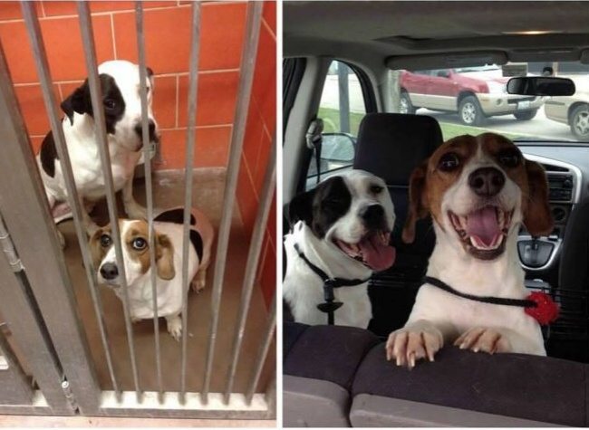 4-animals-before-after-saved-from-shelters