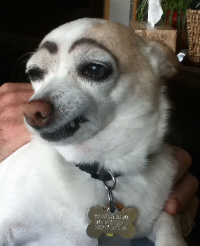 4-dogs-with-eyebrows-to-make-your-day-better
