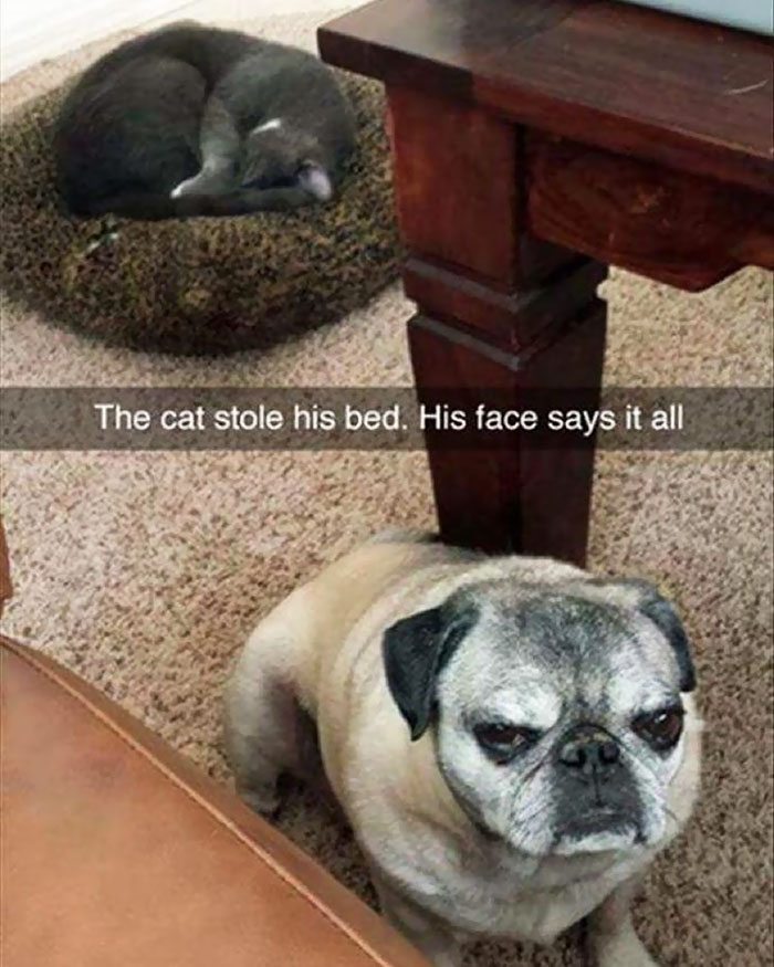 4-totally-careless-cats-stealing-dog-beds