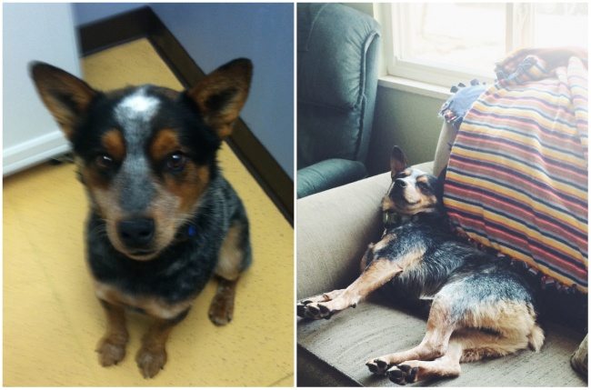 5-animals-before-after-saved-from-shelters