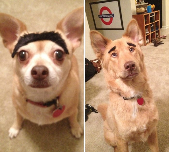 5-dogs-with-eyebrows-to-make-your-day-better
