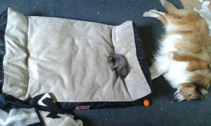 5-totally-careless-cats-stealing-dog-beds