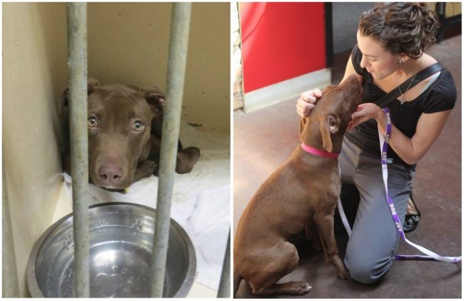 6-animals-before-after-saved-from-shelters