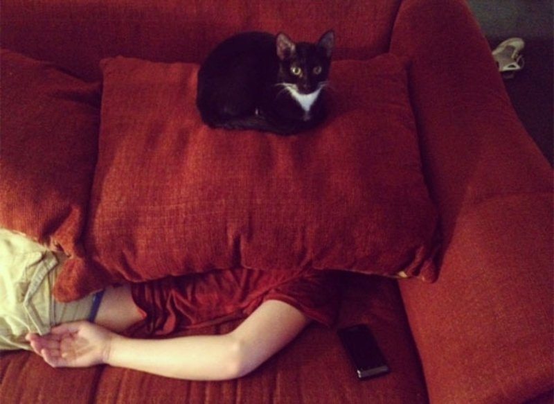 6-pics-proving-that-cats-are-planning-to-end-humanity