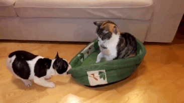 6-totally-careless-cats-stealing-dog-beds
