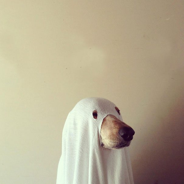 7-adorable-animals-ready-for-halloween